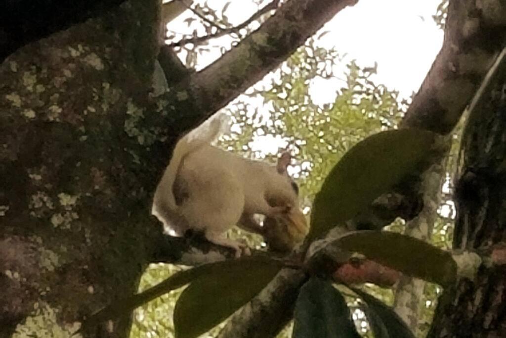 White Squirrel Crawfordville